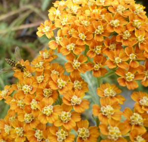 Тысячелистник Терракота Achillea millefolium Terracotta
