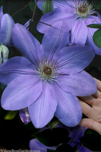 clematis-mrs-cholmondeley-11