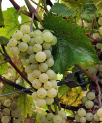 6620839608