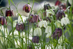 20220329_tm_fritillaria_meleagris