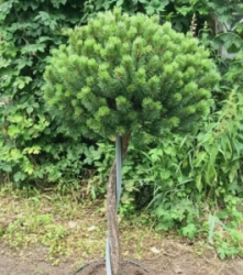 2025-03-06_15-18-52